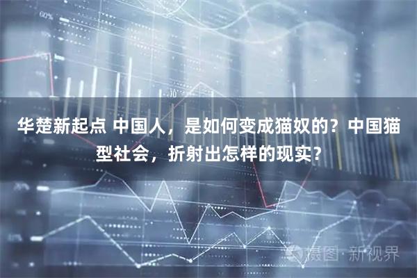 华楚新起点 中国人，是如何变成猫奴的？中国猫型社会，折射出怎样的现实？